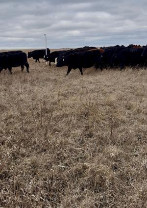Cows zip into stockpile grazing