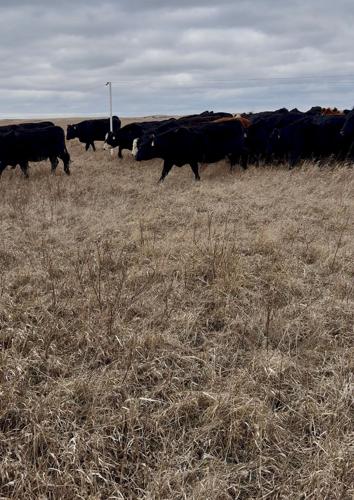 Cows zip into stockpile grazing
