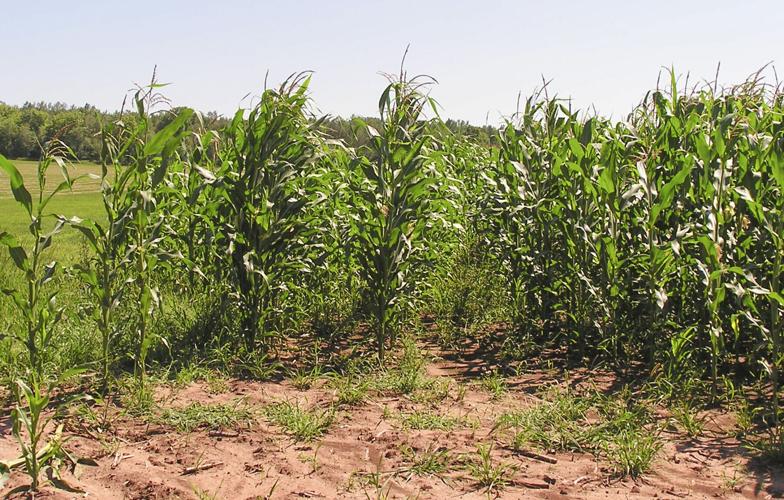 Cornfield