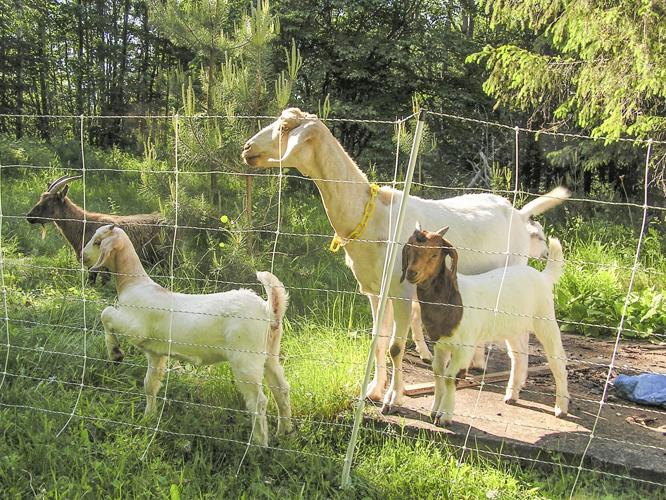 Goats