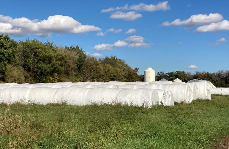 Wrapping cover crops as baleage