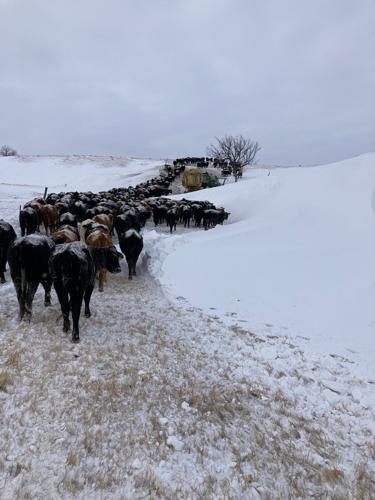 Snow and Cattle 2.jpg