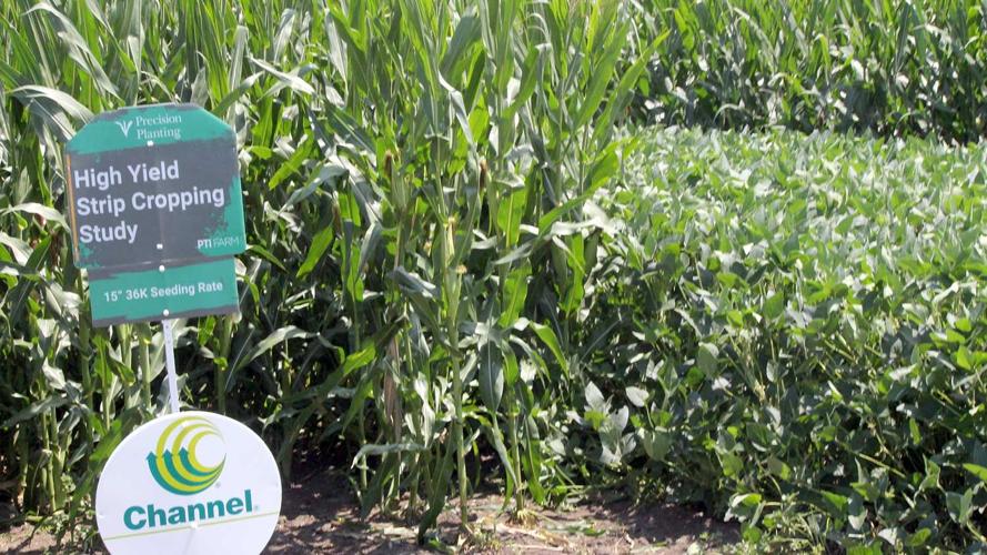 Strip cropping research