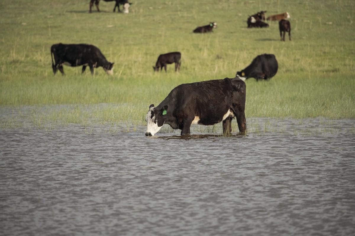 cow cost