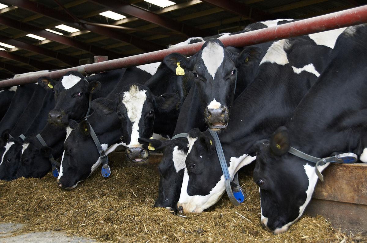 Dairy Cows