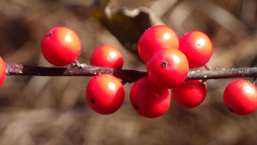 Winterberries