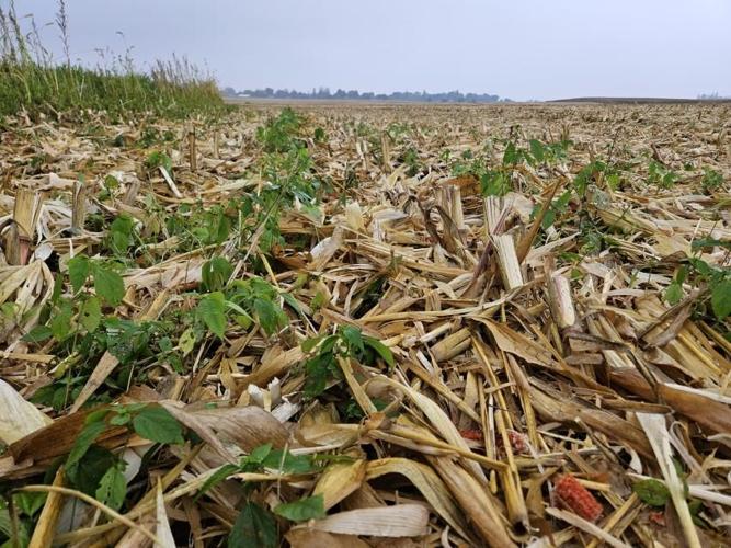 Asian copperleaf infestation