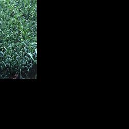 Foxtail infests corn plot