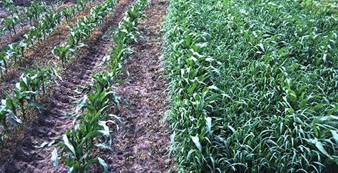 Foxtail infests corn plot