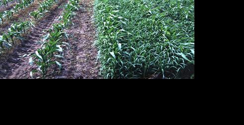 Foxtail infests corn plot