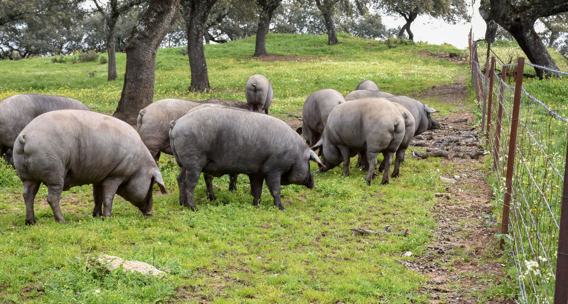 Iberian pigs