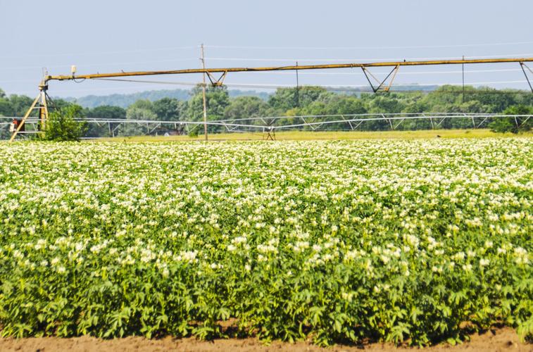 Irrigated potatoes bloom