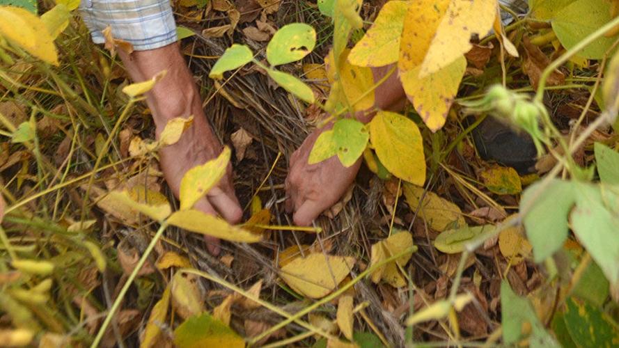 Organic planting