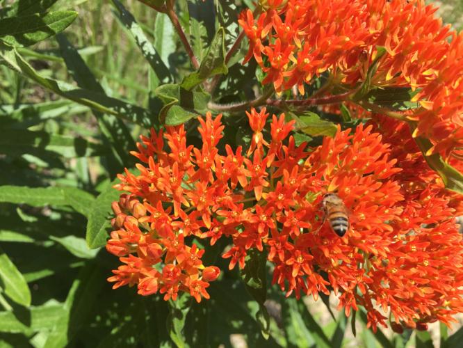 Honeybee on butterfly weed