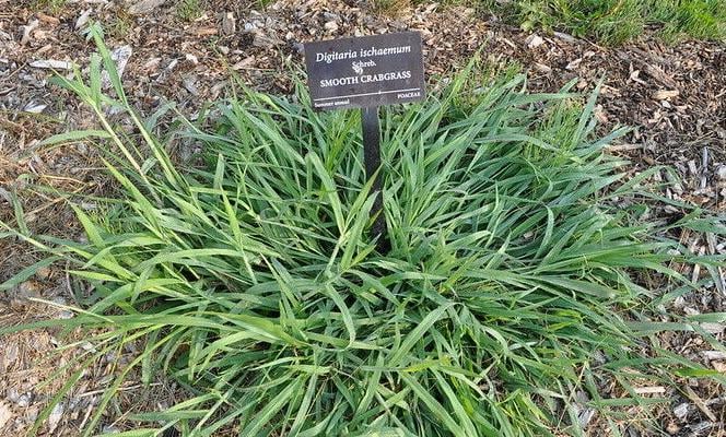 Smooth crabgrass