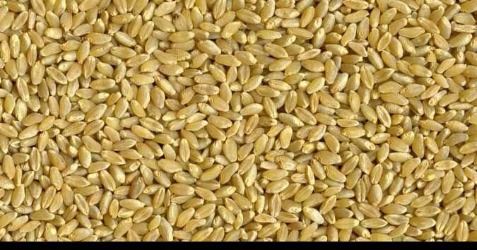 Market sentiment shifts for durum entering July