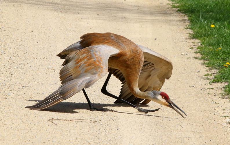 Sandhill crane