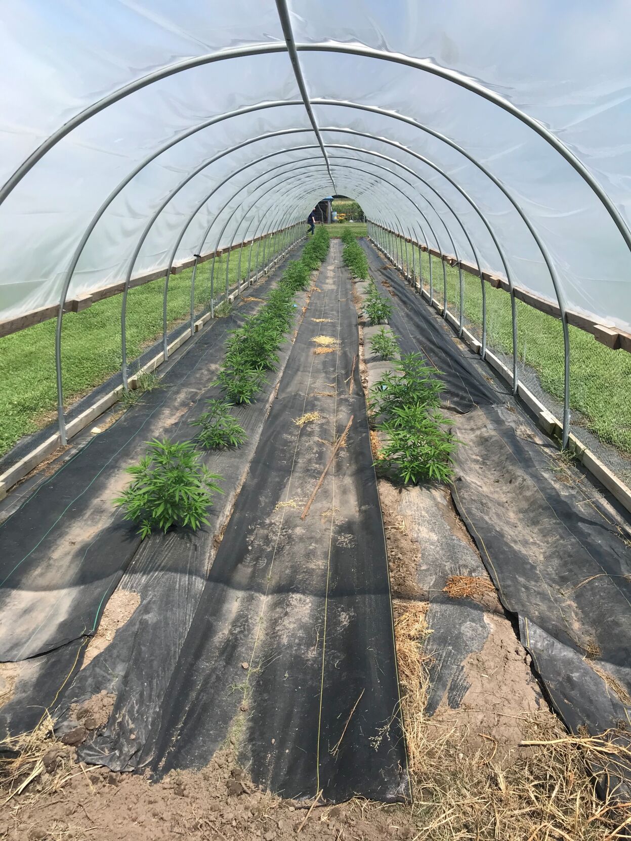 Hemp starts high tunnel