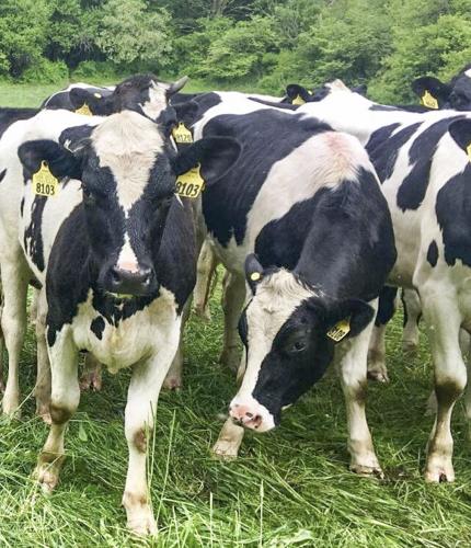 Dairy cows