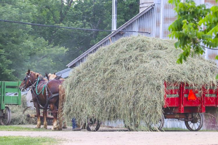 Amish hay wagon piled high