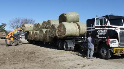 Truck loading at Hay Auction