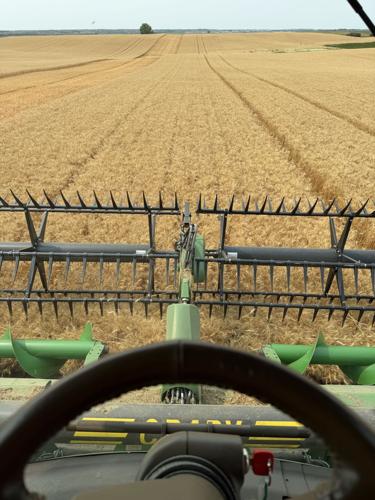 Header tackles wheat