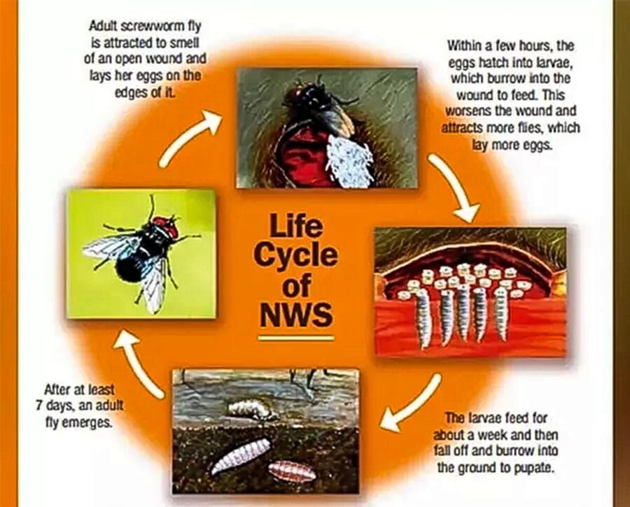 Life cycle of New World screwworm