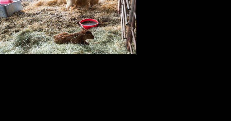 When calving-related challenges are a medical emergency for the cow - Vimarsana News