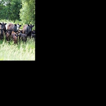 Handbook a tool in monitoring animal welfare