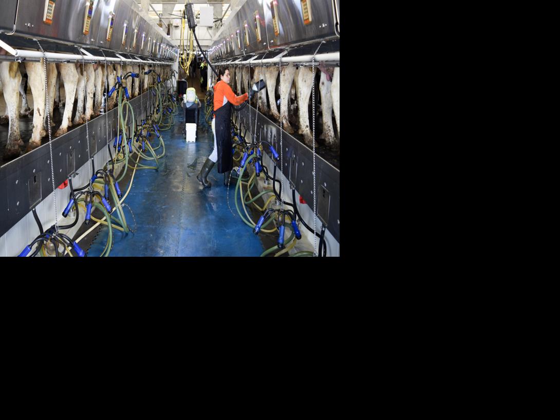 Larson Acres milking parlor