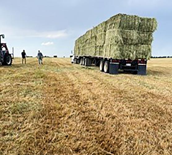 Hay bales