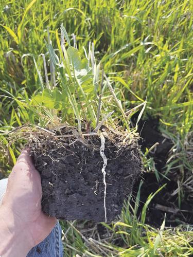 CW Stange (4) worked.jpg