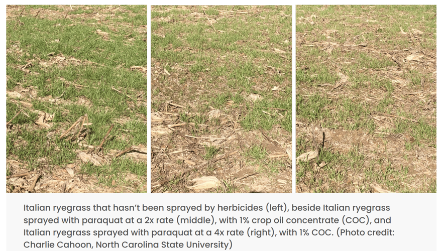 Different versions of Italian ryegrass
