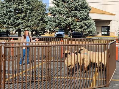 Low stress sheep handling offers many returns