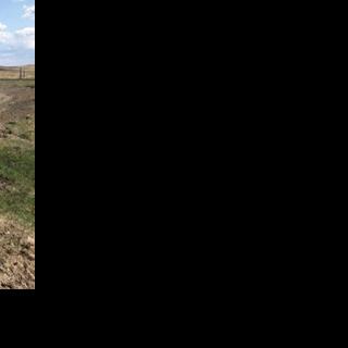 Producers urged to test forage for nitrates in dry conditions