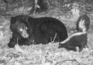 Bear and skunk