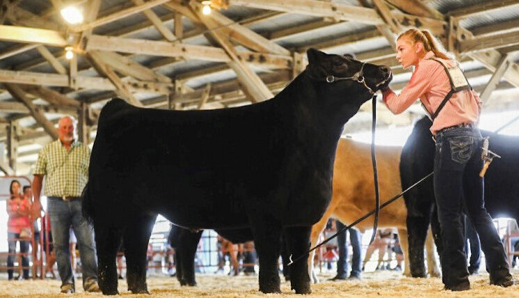 Ashlynn Norgard showing steer
