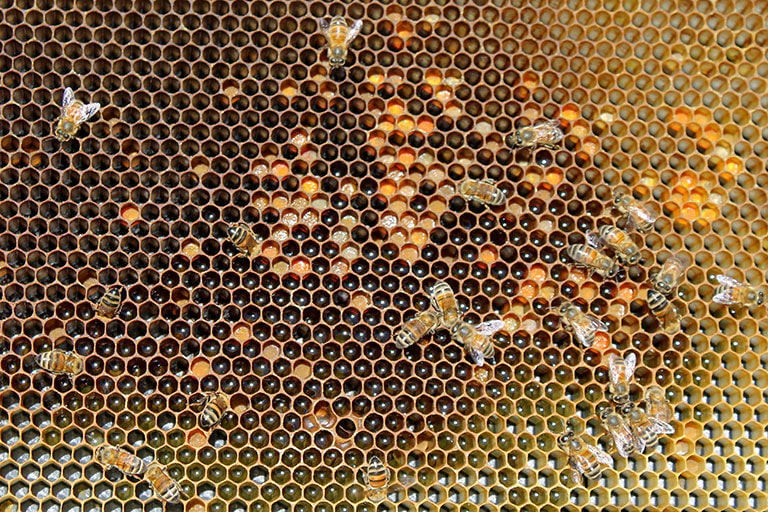 Struggling beekeepers stabilize U.S. honeybee population after