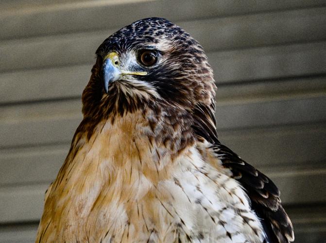 Red-tailed hawk