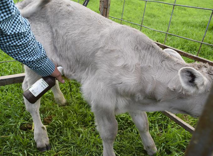 Quiet weaning part of calf care