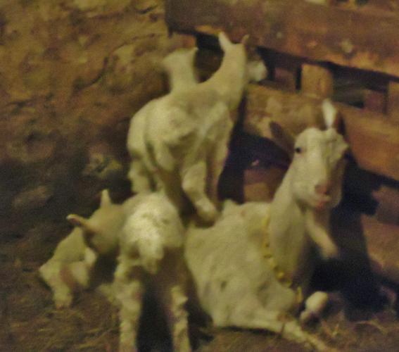 Triplets climb on mom