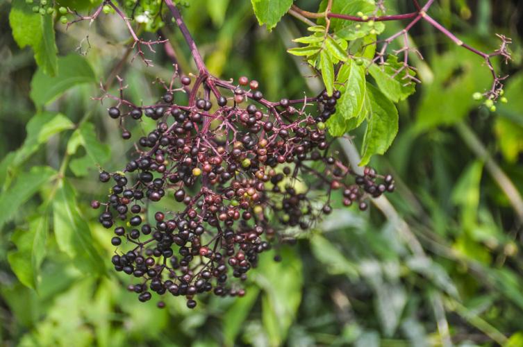 Elderberries