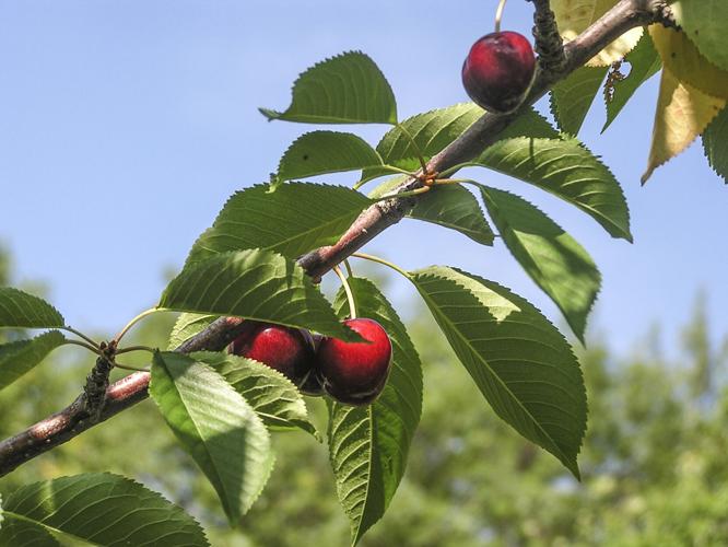 Cherries cherry