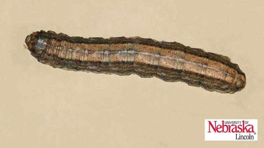 A claybacked cutworm larva.