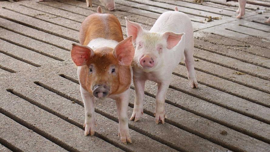 young pigs close-up