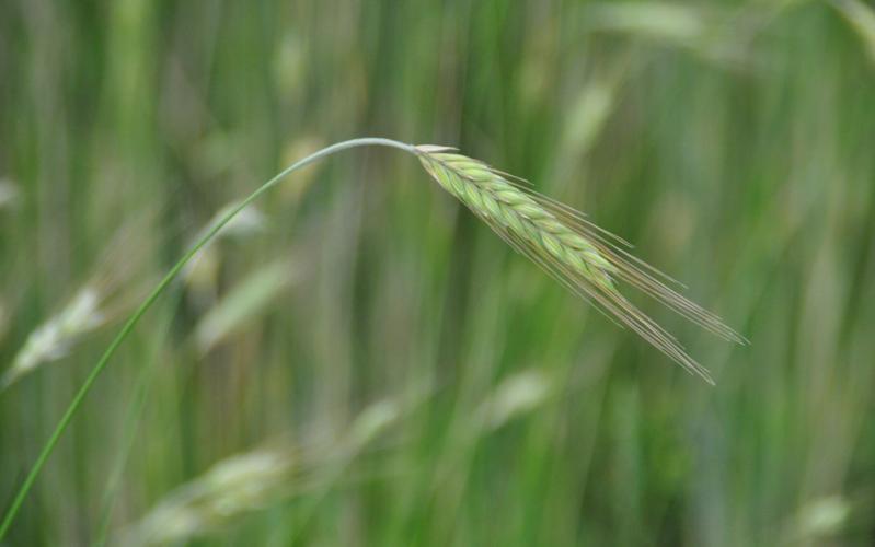 Rye heads