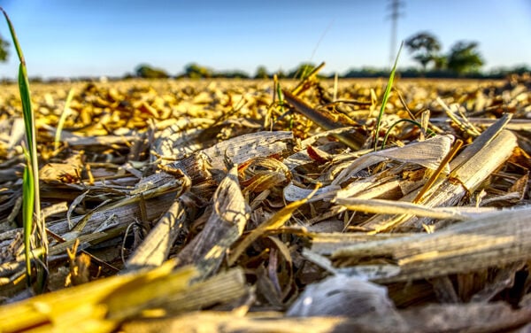 Corn residue for cattle: Research team to study one of Nebraska’s top ...