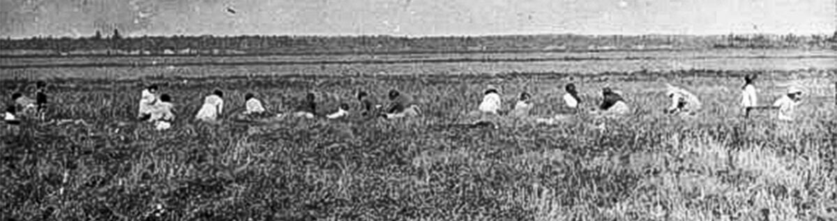 Cranberry harvest