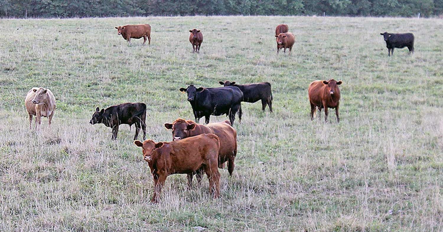 Tough culling decisions come with drought, forage shortages - Vimarsana News