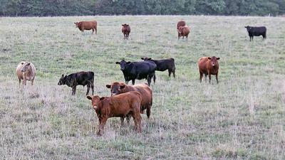 Cattle-in-Franklin-County1500